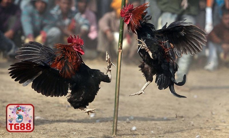 Đá gà cựa dao - Chuẩn bị chiến kê và không gian thi đấu Đá gà cựa dao - Chuẩn bị chiến kê và không gian thi đấu