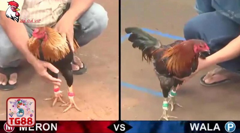 Đá Gà WS168 - Đá gà tre và lợi thế tốc độ